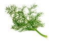 Branch of ripe dill isolated on white Royalty Free Stock Photo