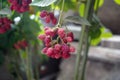 Branch of ripe fresh raspberries in garden. Royalty Free Stock Photo