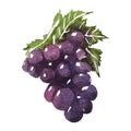 A branch of ripe grapes with leaves, watercolor hand drawn illustration Royalty Free Stock Photo