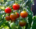 Branch of ripe and green cherry tomatoes in a garden. Royalty Free Stock Photo