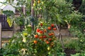 Branch of ripe and green cherry tomatoes in a garden. Royalty Free Stock Photo