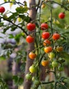 Branch of ripe and green cherry tomatoes in a garden. Royalty Free Stock Photo