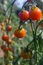 Branch of ripe and green cherry tomatoes in a garden. Royalty Free Stock Photo