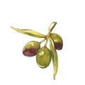 A branch of ripe green olives. Watercolor and botanical illustration isolated on white background. Elements for