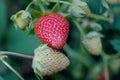 Branch of ripe and green strawberry