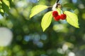 the branch of ripe juicy red cherry berries