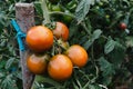 Branch with ripe kumato tomatoes in the plant Royalty Free Stock Photo