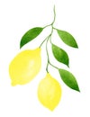 Branch with ripe fresh lemons