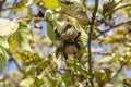 Branch of ripe open walnuts on tree in garden. Growing walnuts on the branch of a walnut tree in fruit garden, close up Royalty Free Stock Photo