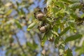 Branch of ripe open walnuts on tree in garden. Growing walnuts on the branch of a walnut tree in fruit garden, close up Royalty Free Stock Photo