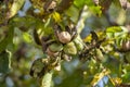 Branch of ripe open walnuts on tree in garden. Growing walnuts on the branch of a walnut tree in fruit garden, close up Royalty Free Stock Photo