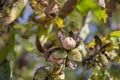Branch of ripe open walnuts on tree in garden. Growing walnuts on the branch of a walnut tree in fruit garden, close up Royalty Free Stock Photo