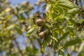 Branch of ripe open walnuts on tree in garden. Growing walnuts on the branch of a walnut tree in fruit garden, close up Royalty Free Stock Photo