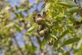 Branch of ripe open walnuts on tree in garden. Growing walnuts on the branch of a walnut tree in fruit garden, close up Royalty Free Stock Photo