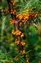 Branch of ripe orange sea-buckthorn on a sunny day, also referred to as sandthorn, sallowthorn, or seaberry. Closeup