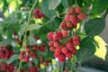 Branch of ripe organic raspberries in garden. Royalty Free Stock Photo