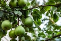 A branch of ripe pears on a tree in a summer garden. Royalty Free Stock Photo