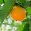 Branch with ripe persimmon on a tree.