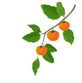 A branch of ripe persimmon vector stock illustration. Royalty Free Stock Photo