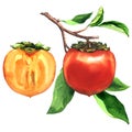 Branch of ripe persimmons with leaves and sice, half of fresh persimmon isolated, hand drawn watercolor illustration on