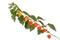 Branch with ripe physalis isolated on a white