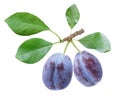 branch of ripe plums with leaves isolated on white background Royalty Free Stock Photo