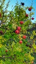 Branch with ripe pomegranate in Split, Croatia Royalty Free Stock Photo