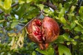 Branch with ripe pomegranate on tree. Autumn harvest Royalty Free Stock Photo