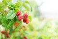 Branch of ripe raspberries on the bush in the fruit garden. Fresh healthy red berries. Growing organic berries. Copy space. Royalty Free Stock Photo