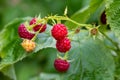 branch of ripe raspberries in a garden Royalty Free Stock Photo