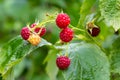 branch of ripe raspberries in a garden Royalty Free Stock Photo