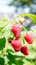 branch of ripe raspberries in a garden on blurred green background Royalty Free Stock Photo
