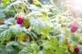 Branch of Ripe Raspberries in a Garden on Blurred Green Background Royalty Free Stock Photo