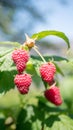 branch of ripe raspberries in a garden on blurred green background Royalty Free Stock Photo