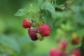 Branch of ripe raspberries in a garden on blurred green background. Royalty Free Stock Photo