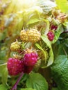 Branch of ripe raspberries in garden. Royalty Free Stock Photo