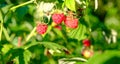 Branch of ripe raspberries in a garden, close up of branch of ripe raspberry. Red sweet berries growing on raspberry Royalty Free Stock Photo