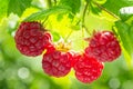 branch of ripe raspberries in a garden Royalty Free Stock Photo