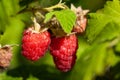 branch of ripe raspberries in a garden Royalty Free Stock Photo