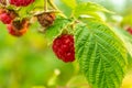 Branch of ripe raspberries in a garden Royalty Free Stock Photo