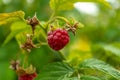 Branch of ripe raspberries in a garden Royalty Free Stock Photo