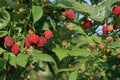 A branch of ripe raspberries in the garden. Red sweet berries grow on a raspberry bush in an orchard Royalty Free Stock Photo