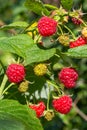 Branch of ripe raspberries in garden. Red sweet berries growing on raspberry bush in fruit garden Royalty Free Stock Photo