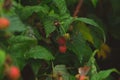 Branch ripe raspberries in garden. Red sweet berries growing on raspberry bush in fruit garden. Royalty Free Stock Photo