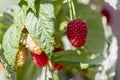 Branch of ripe raspberries in garden. Red sweet berries growing on raspberry bush in fruit garden Royalty Free Stock Photo