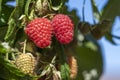 Branch of ripe raspberries in garden. Red sweet berries growing on raspberry bush in fruit garden Royalty Free Stock Photo