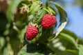 Branch of ripe raspberries in garden. Red sweet berries growing on raspberry bush in fruit garden Royalty Free Stock Photo