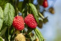 Branch of ripe raspberries in garden. Red sweet berries growing on raspberry bush in fruit garden Royalty Free Stock Photo