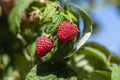 Branch of ripe raspberries in garden. Red sweet berries growing on raspberry bush in fruit garden Royalty Free Stock Photo