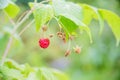 Branch of ripe raspberries in garden. Red sweet berries growing on raspberry bush in fruit garden.Summer garden in Royalty Free Stock Photo